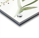 Arrowhead illustration  Acrylic print