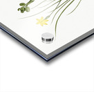 Golden blue-eyed grass illustration  Acrylic print