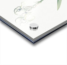 Tall bearded iris illustration  Acrylic print