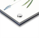 Grape hyacinth illustration  Acrylic print