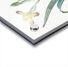 Hungarian iris illustration  Acrylic print