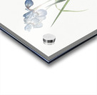 Iris pratensis illustration  Acrylic print