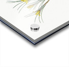 Cloth-of-gold crocus illustration  Acrylic print