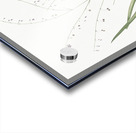 Pale vanilla lily illustration  Acrylic print