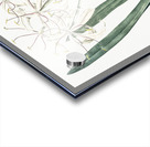 Florida swamp-lily illustration  Acrylic print