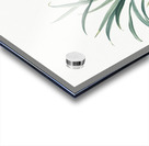 Sansevieria carnea illustration  Acrylic print