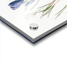 Spring crocus illustration  Acrylic print