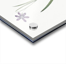 Spring crocus illustration  Acrylic print