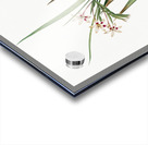 White baboon-root illustration  Acrylic print