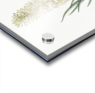 Snake plant illustration  Acrylic print