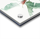 Scarlet banana illustration  Acrylic print