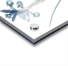 Spanish iris illustration  Acrylic print