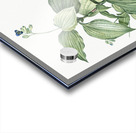 Tradescantia erecta illustration  Acrylic print