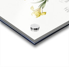 Sand iris illustration  Acrylic print