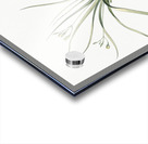 Common goldstar illustration  Acrylic print