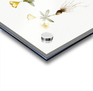 Cape tulip illustration  Acrylic print