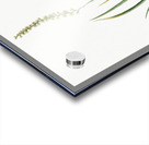 Tofieldia palustris illustration  Acrylic print