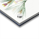 Witsenia maura illustration  Acrylic print