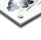 German iris illustration  Acrylic print