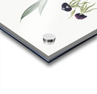 Clamshell orchid illustration  Acrylic print