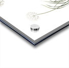 Allium denudatum illustration  Acrylic print