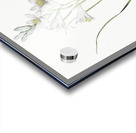 Paradise lily illustration  Acrylic print