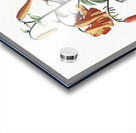 Tiger lily illustration  Acrylic print