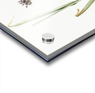 Sand leek illustration  Acrylic print