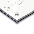 Keeled garlic illustration  Acrylic print