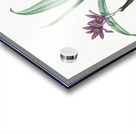 Alpine autumn crocus illustration  Acrylic print