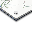 Birdbill dayflower illustration  Acrylic print