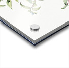 Birdbill dayflower illustration  Acrylic print