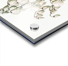 Aloe yucca illustration  Acrylic print