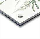 Narbonne star-of-Bethlehem illustration  Acrylic print