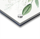 Ixia crispa illustration  Acrylic print