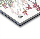 Josephine & lily illustration  Acrylic print