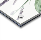 Black false hellebore illustration  Acrylic print