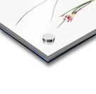 Atamasco lily illustration  Acrylic print