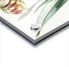 Knysna lily illustration  Acrylic print