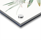 Baboon root illustration  Acrylic print