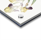 Elder scented iris illustration  Impression Acrylique