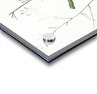 Wavy-leafed soap plant illustration  Acrylic print