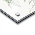 Climbing asparagus fern illustration  Acrylic print