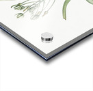 Slime lily illustration  Acrylic print