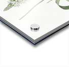 Narbonne star-of-Bethlehem illustration  Acrylic print