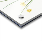 Daffodil illustration  Acrylic print