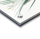 Bokmakierie & tail illustration  Acrylic print