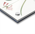 Brandlelie illustration  Acrylic print