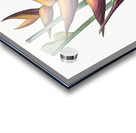 Brandlelie illustration  Acrylic print