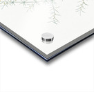 Climbing asparagus illustration  Acrylic print